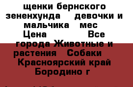 щенки бернского зененхунда. 2 девочки и 2 мальчика(2 мес.) › Цена ­ 22 000 - Все города Животные и растения » Собаки   . Красноярский край,Бородино г.